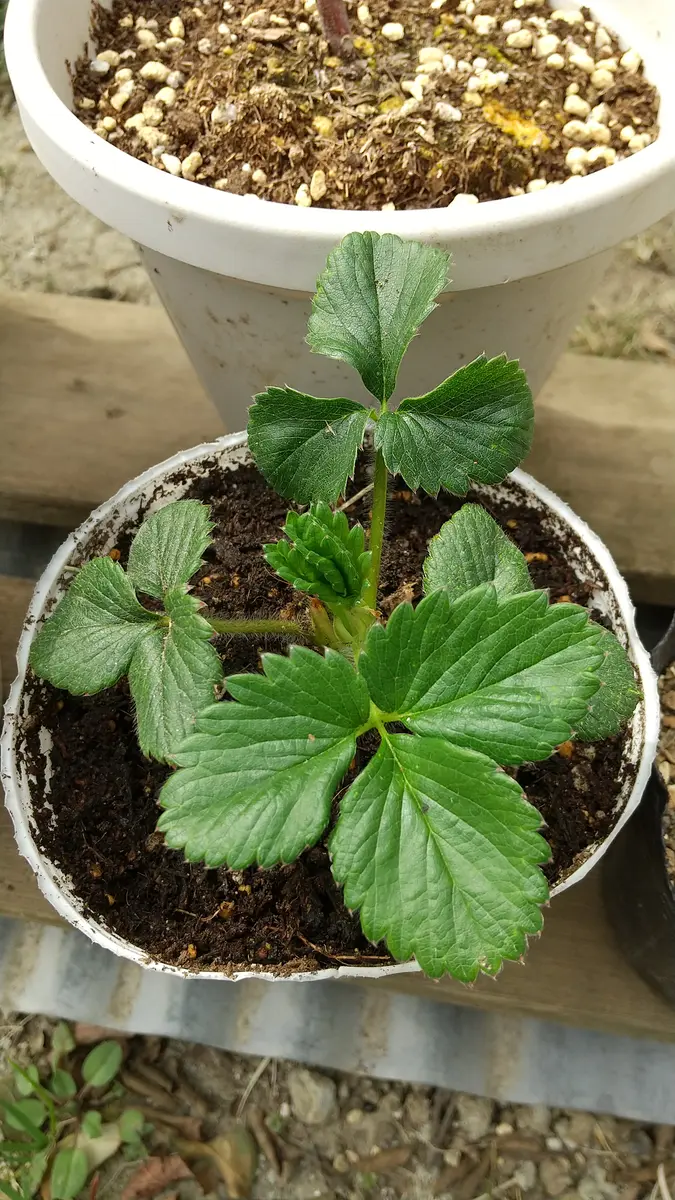 イチゴ🍓の脇芽を挿し木して苗作り｜そだレポ（栽培レポート）byもず