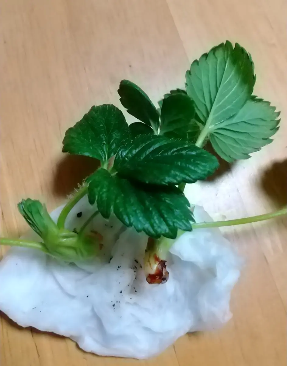 イチゴ?の脇芽を挿し木して苗作り｜そだレポ（栽培レポート）byもず 