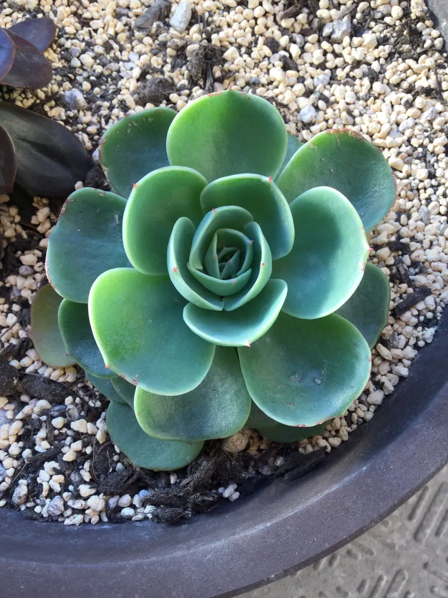 七福神 | 多肉植物図鑑 | みんなで多肉