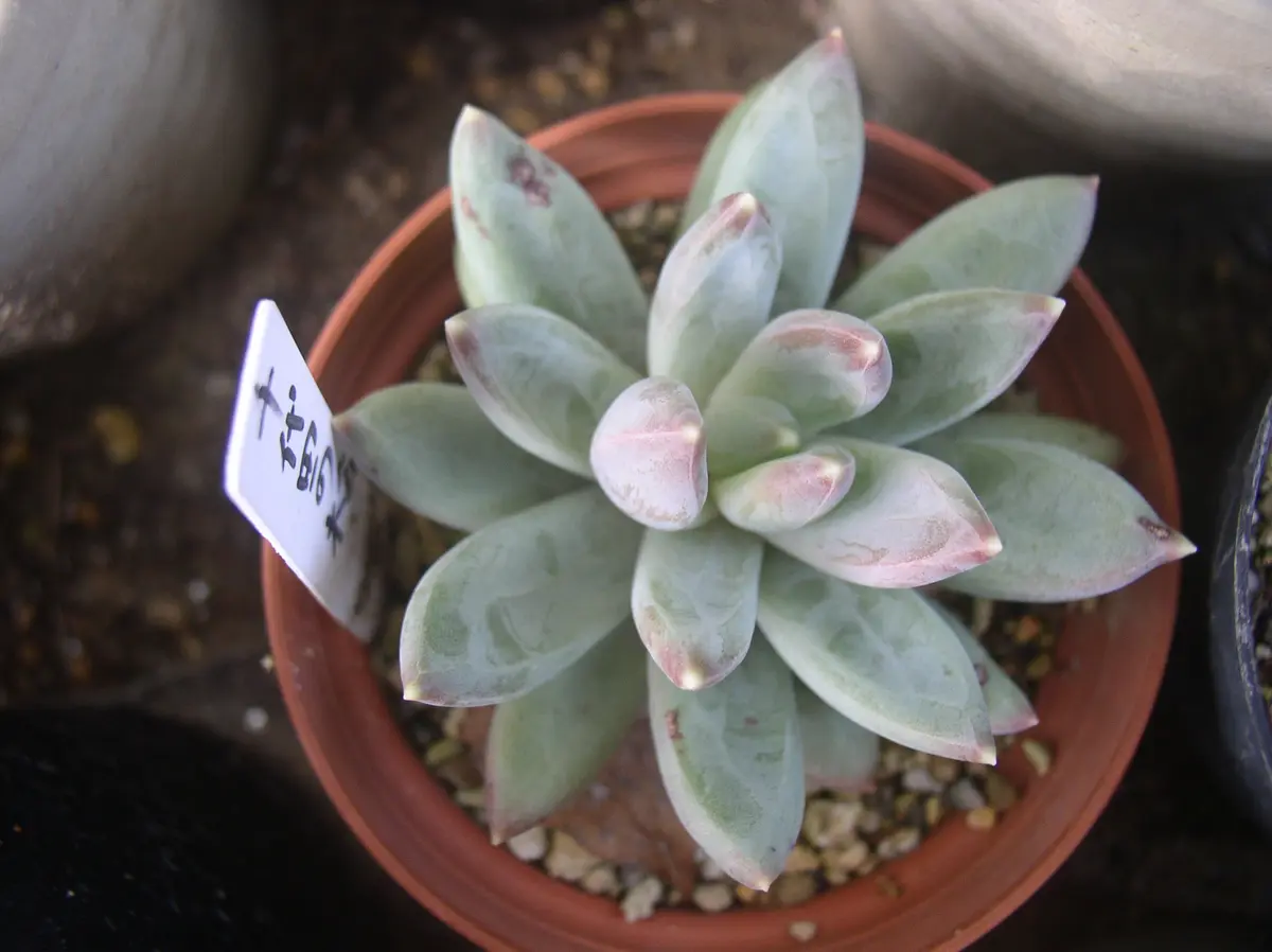 多肉植物 千代田の松 抜き苗 2苗　ロンギフォリウム 多肉植物 千代田の松 抜き苗 2苗 ロンギフォリウム 【公式通販】