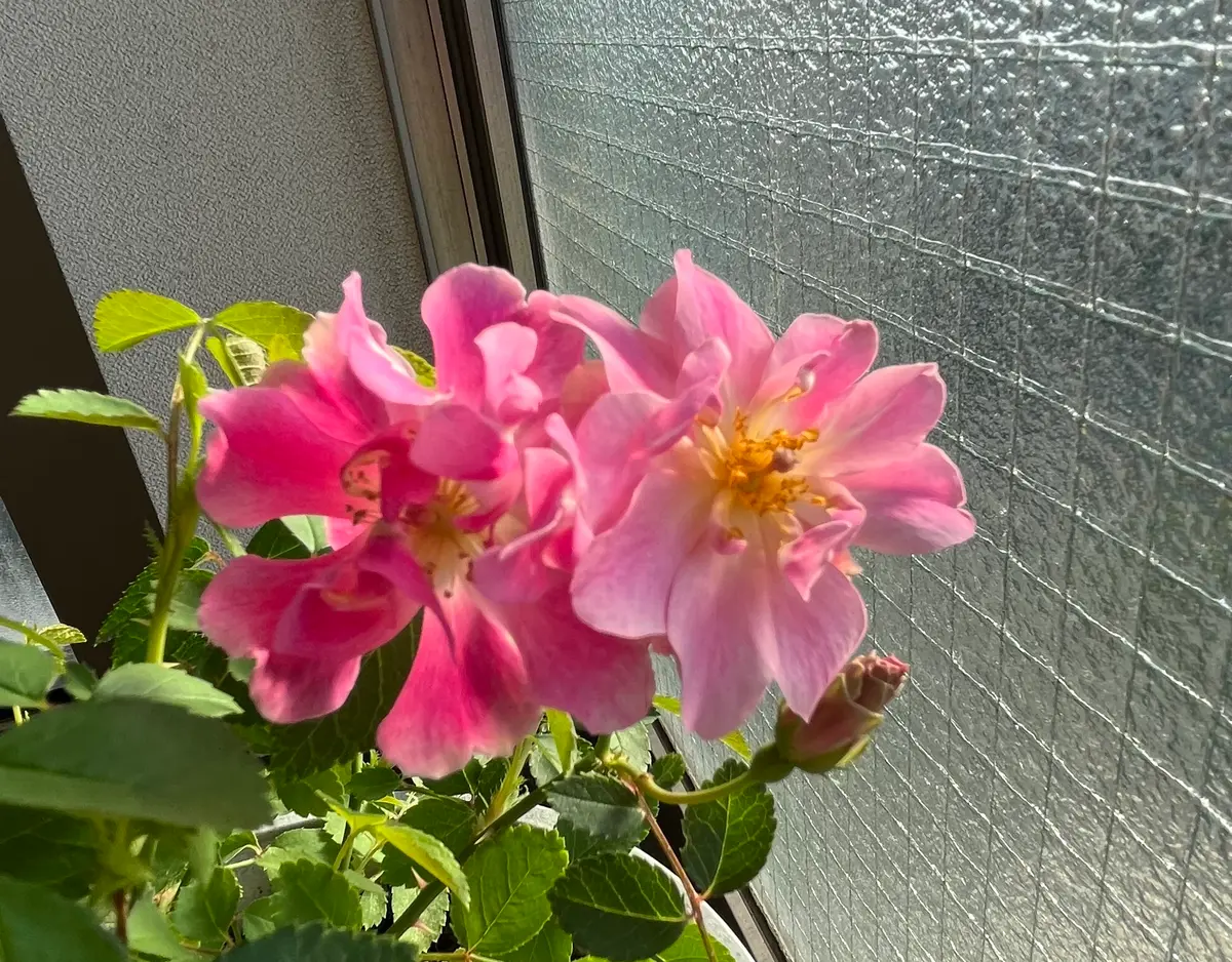 スイートチャリオット実生｜そだレポ（栽培レポート）by緑緑｜みんなの