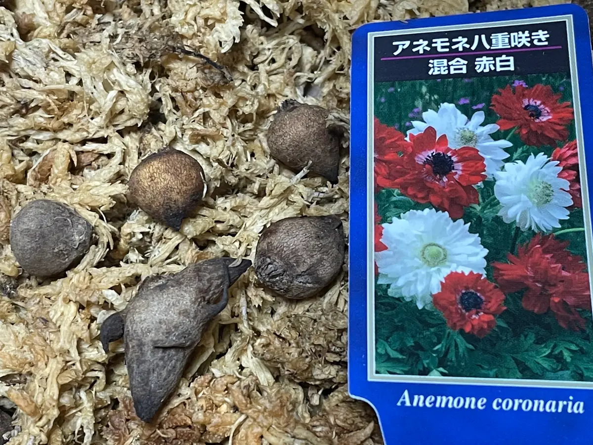 リベンジ！アネモネ12月➡️2月➡️12月末植え｜そだレポ（栽培