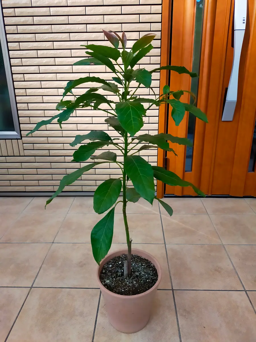 観葉植物　アボカド　200センチ 園芸ネット本店｜アボカド：ピーターソン4.5号ポット の通販【公式】