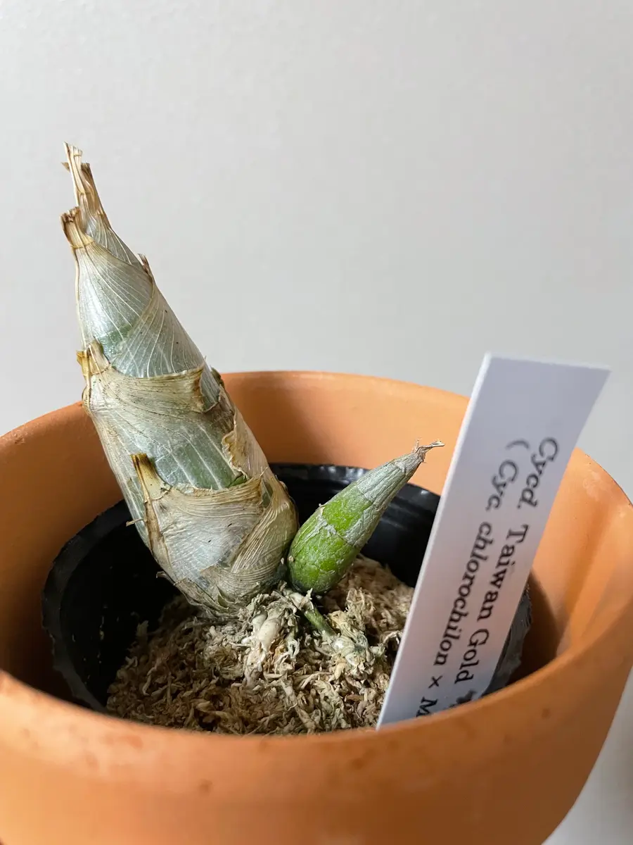 洋らん 洋蘭 タケノコ蘭 Cycd. Taiwan Orange 開花特大株 【公式通販】