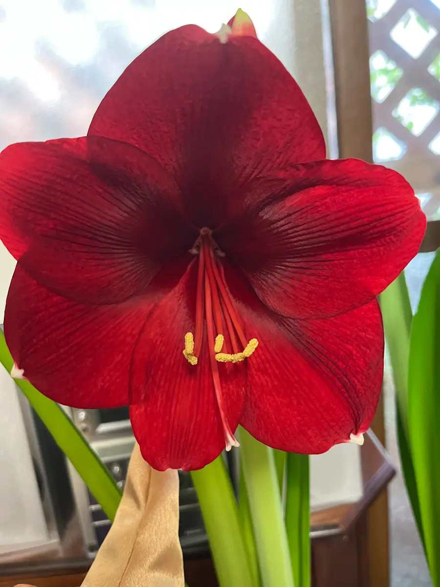 2度目のアマリリス 2023年｜そだレポ（栽培レポート）byrumikoh