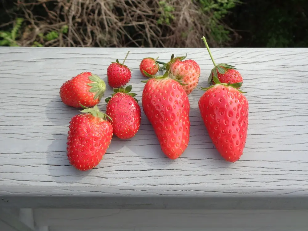 農家直送　とちおとめ　大粒いちご苗　30株セット 農家直送 とちおとめ 大粒いちご苗 30株セット いちごの苗
