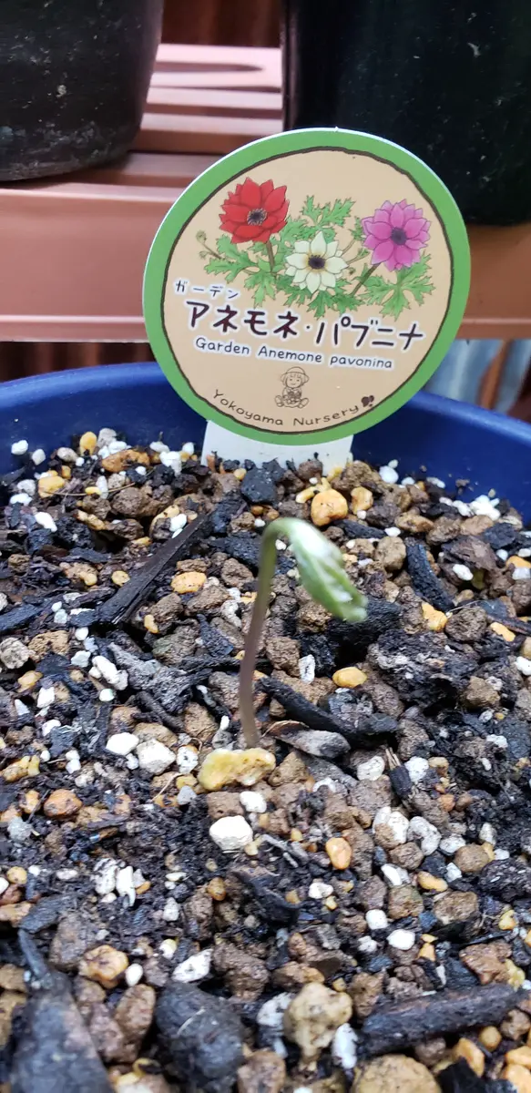 アネモネパブニナ成長記録｜そだレポ（栽培レポート）byhiro′garden