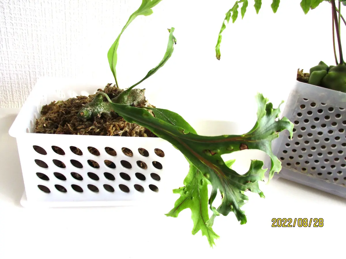 シヌオサ レカノプテリス アリ植物 ラブグリ