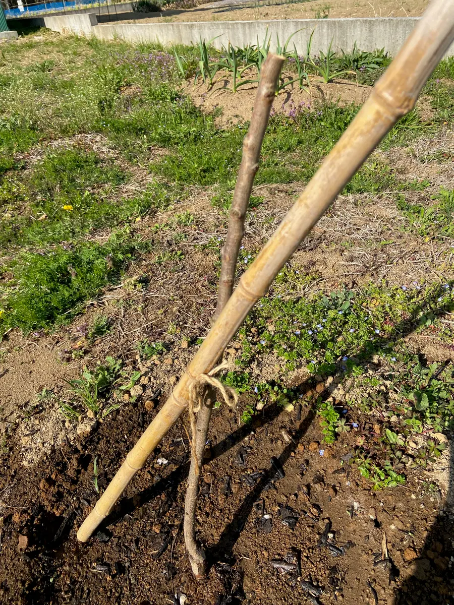畑にミニ果樹園を作る・スモモ編|そだレポ(栽培レポート)byお 畑にミニ果樹園を作る・スモモ編|そだレポ(栽培レポート)byお