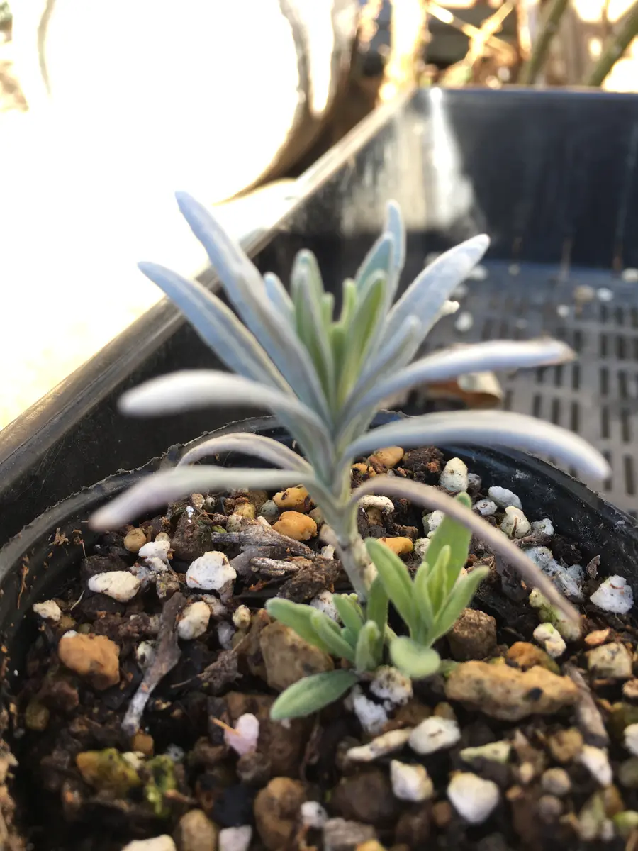 ラベンダーの挿し穂10本 hqdefault.jpg