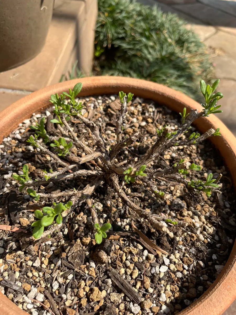 ラベンダーの挿し穂10本 ラベンダーの挿し穂10本 hqdefault.jpg