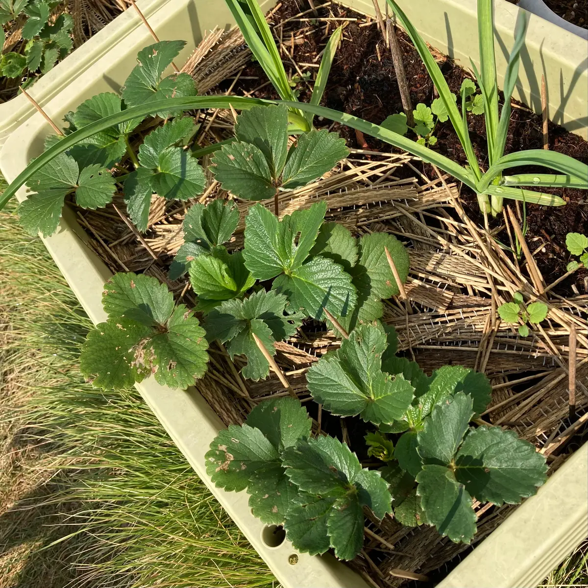 イチゴをニンニクと混植にして育てる｜そだレポ（栽培レポート