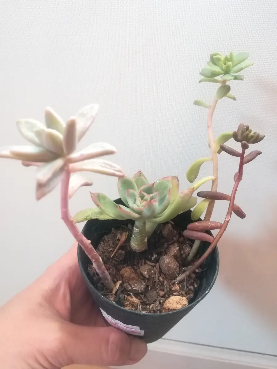 Top【選抜株】多肉植物　21296 モダンジェオン12個　鉢無し/脱土 初めての多肉🔰仕立て直しに挑戦2｜そだレポ（栽培レポート）byチョコ