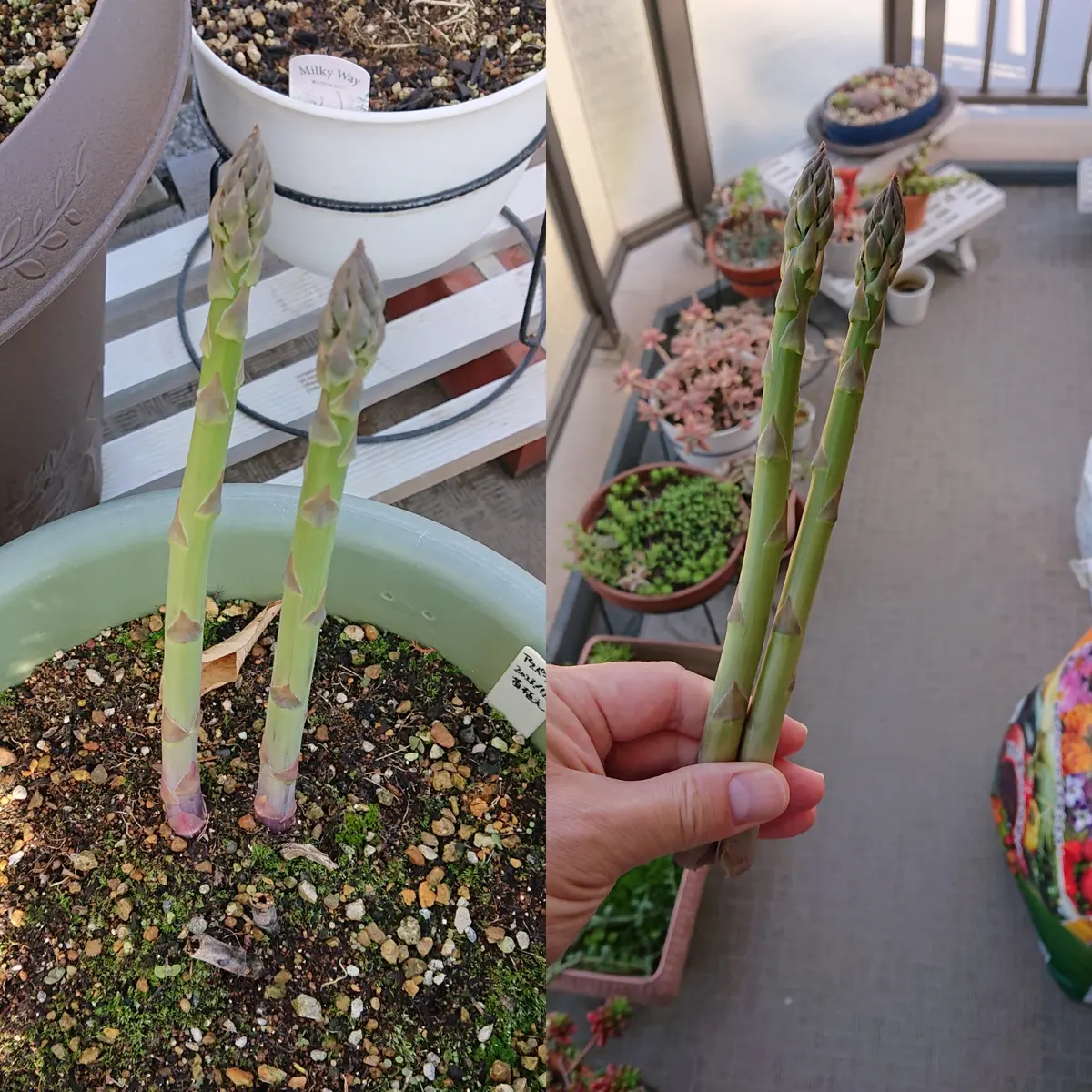 プランターでアスパラガス育ててみた｜そだレポ（栽培レポート）byにょ