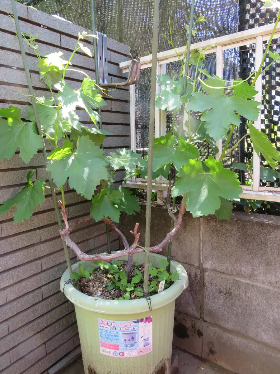 鉢植えのピオーネの果穂は着かず「庭で美味しいブドウを育てる。Ver