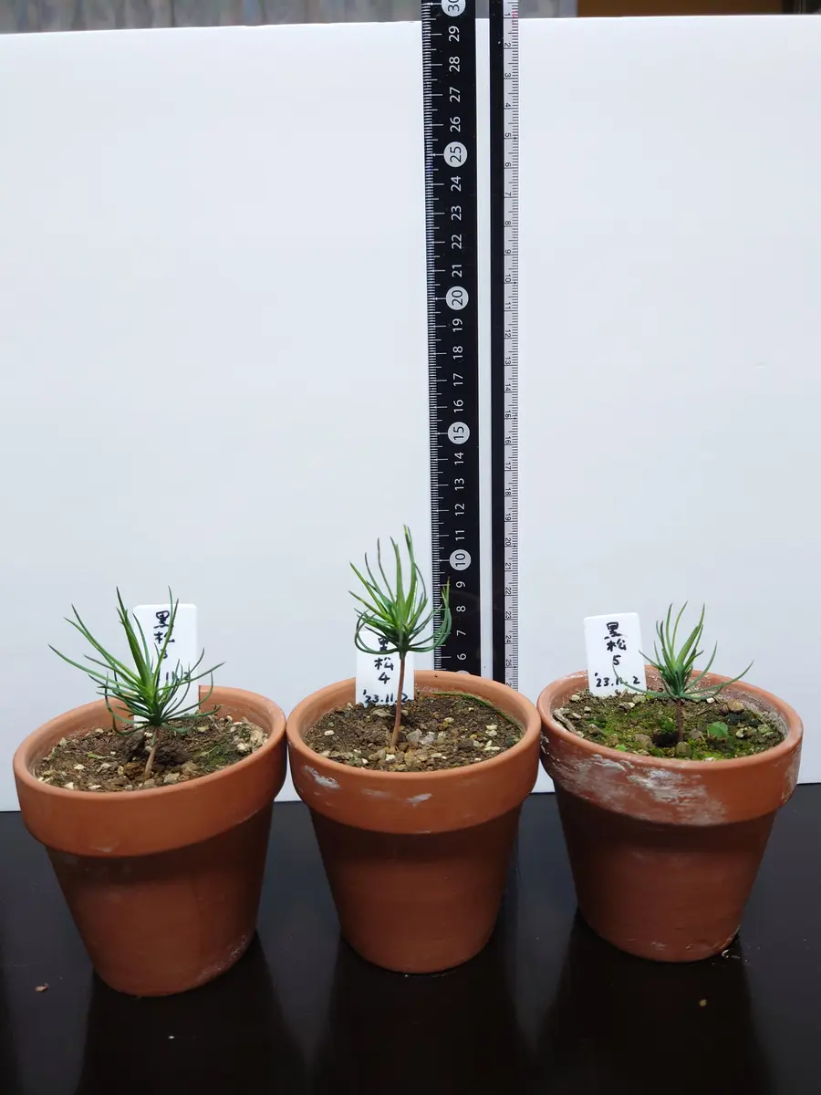 黒松の盆栽を、種から育ててみました。｜そだレポ（栽培レポート）by