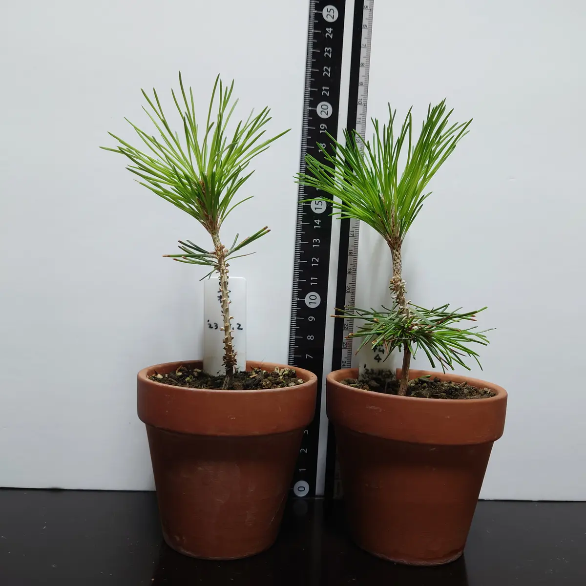 黒松(クロマツ)盆栽 SG001 黒松(クロマツ)盆栽 SG001 黒松（クロマツ