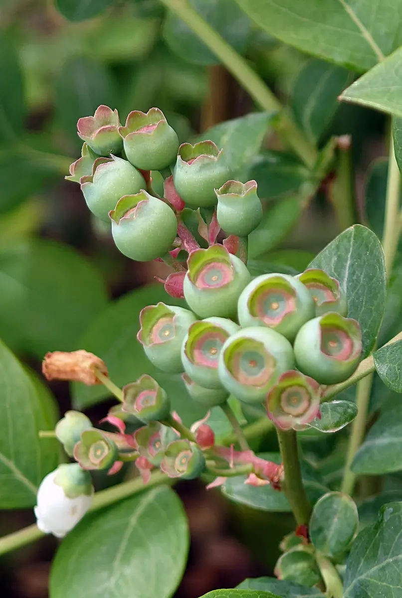 ブルーベリー苗　ティフブルー＆バルドウィン大苗2本セット ブルーベリー苗 バルドウィン&ティフブルー大苗2本セット 果樹