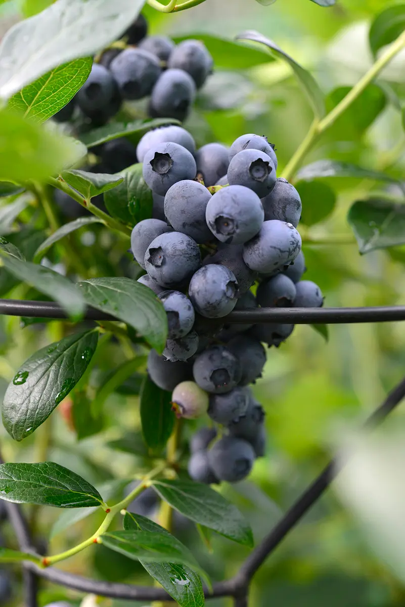 ブルーベリー苗 パウダーブルー＆バルドウィン大苗2本セット