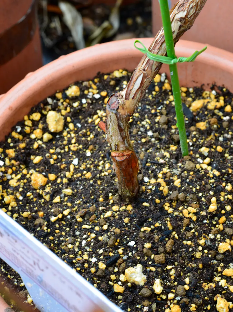 ブルーベリー苗　コロンブス3オニール2 ブルーベリー苗 コロンブス3オニール2 ブルーベリー ラビット