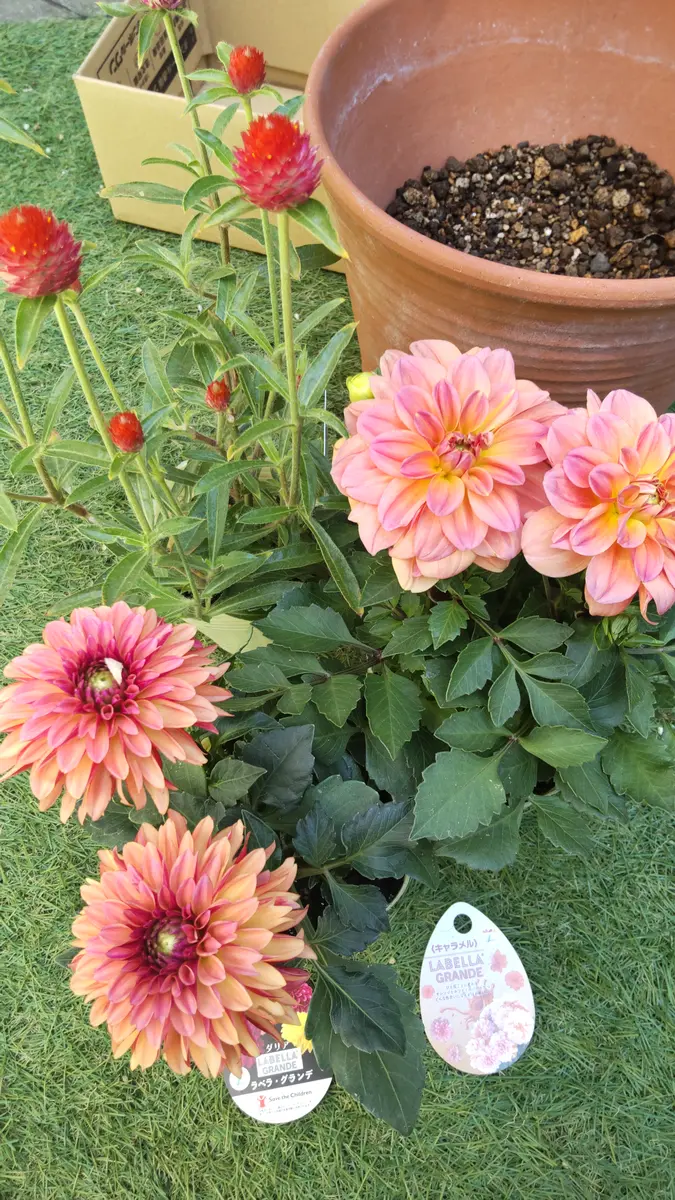 運命のダリアなのか？ダリア球根からの出発｜そだレポ（栽培レポート
