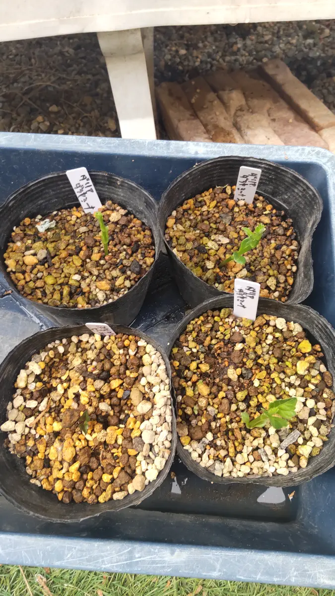 運命のダリアなのか？ダリア球根からの出発｜そだレポ（栽培レポート