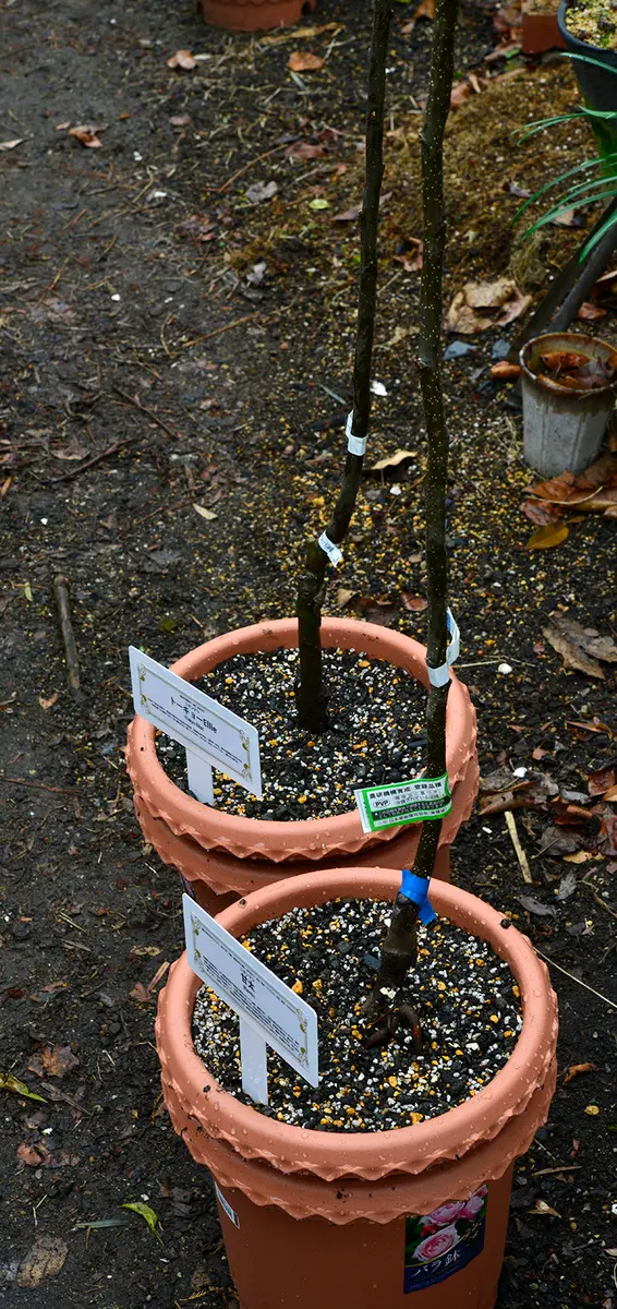梨　甘太　苗木　実付き 梨 甘太 苗木 実付き
