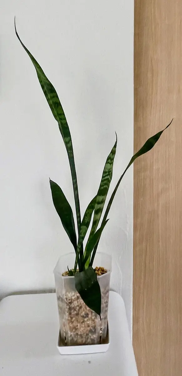 葉挿しに初挑戦！葉挿しから出た新芽の成長記録｜そだレポ（栽培