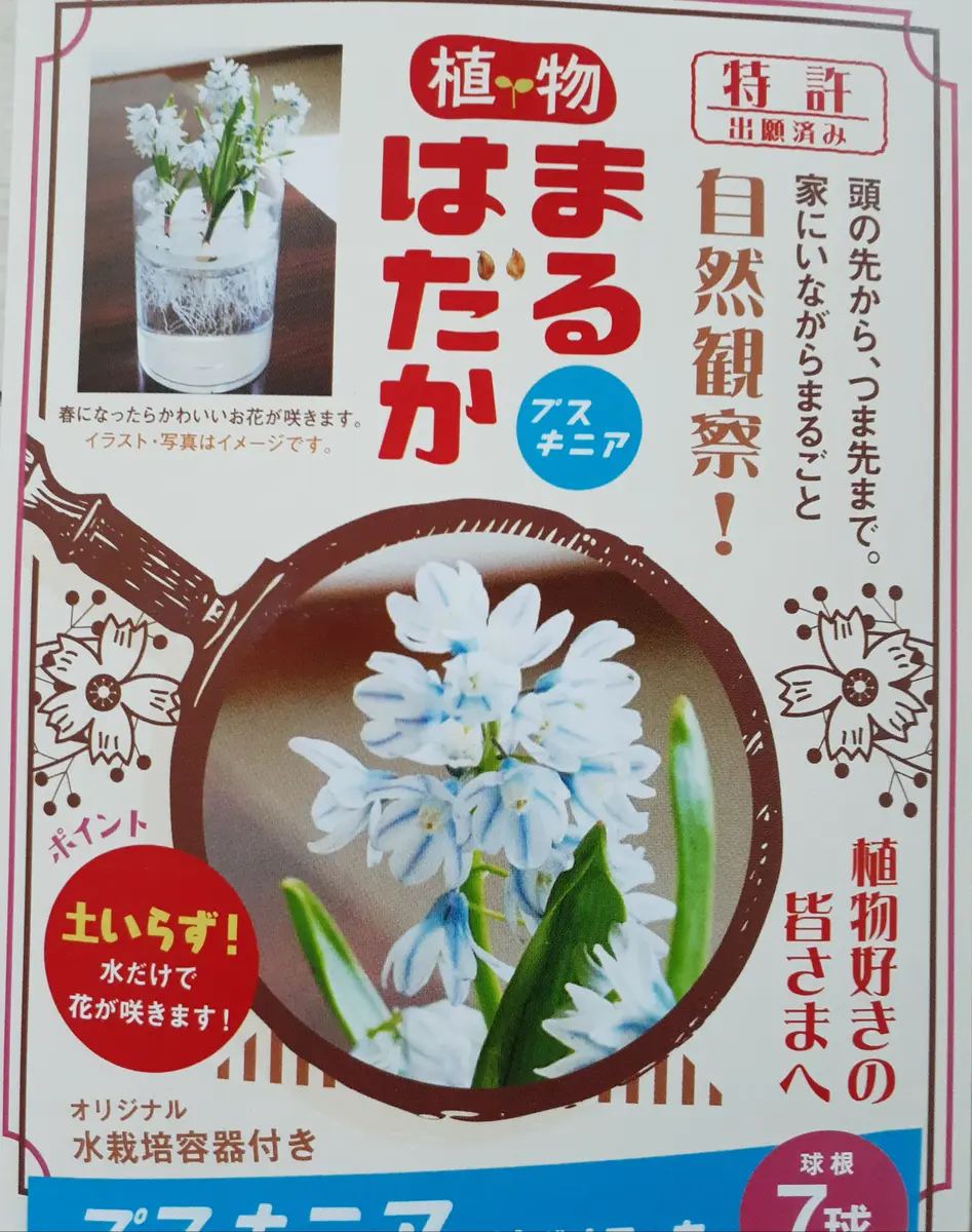 【冬バーゲン★特別送料無料！】 ママ様おまとめ春咲球根セット （🔹秋植え球根を今から育てます 花