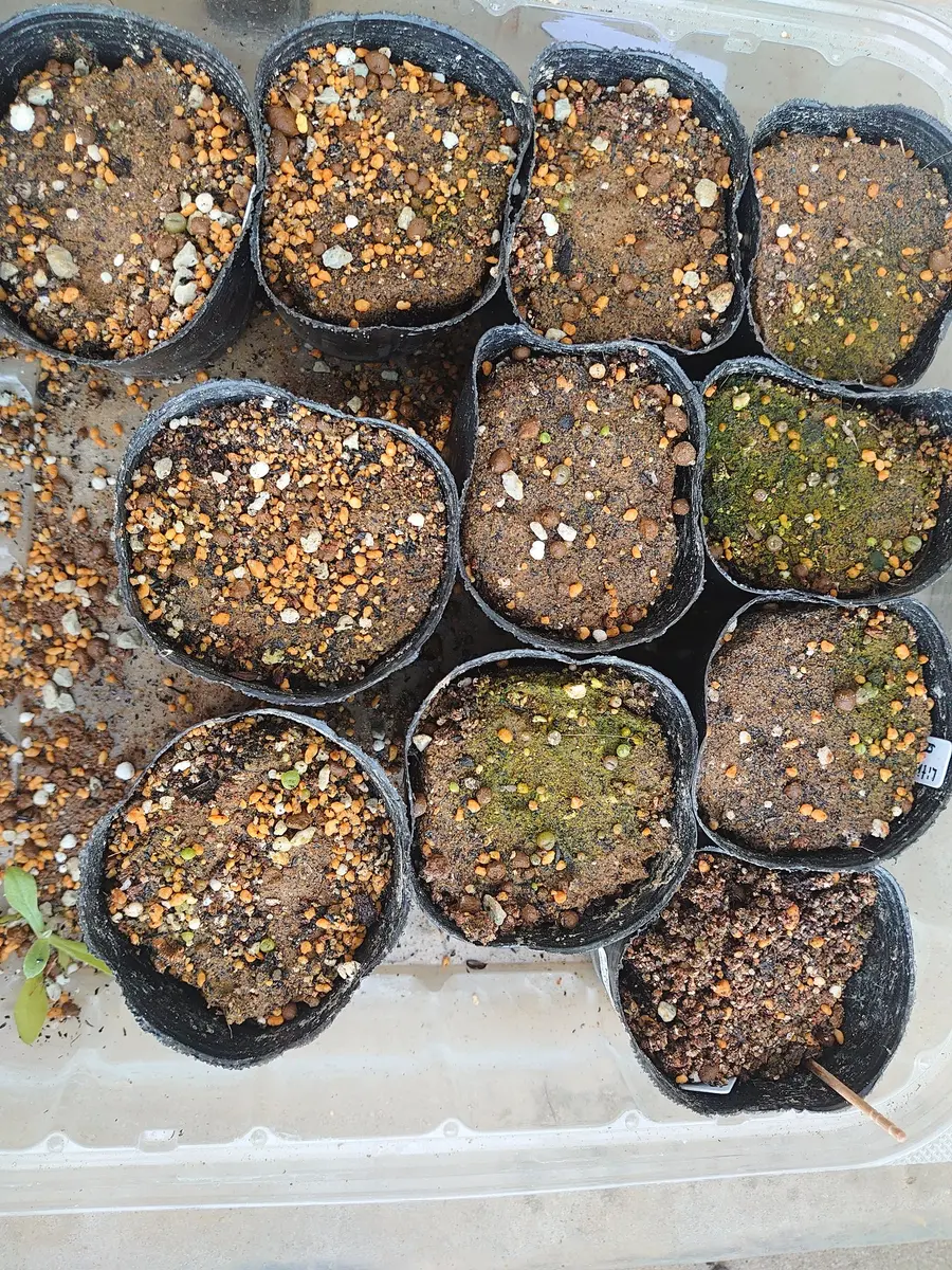 でーさんさま専用　メセン種子 でーさんさま専用 メセン種子 でーさんさま専用 メセン種子 でーさん