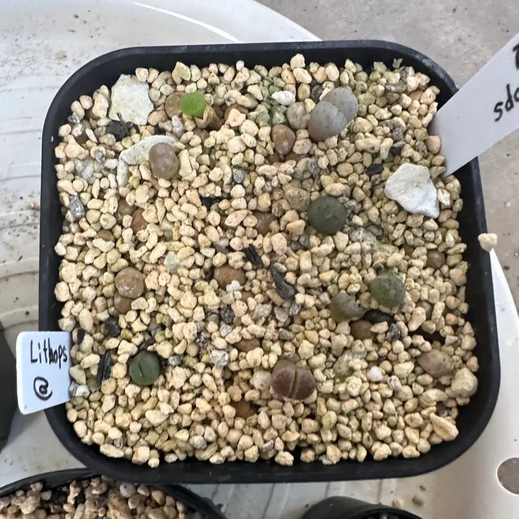 でーさんさま専用　メセン種子 でーさんさま専用 メセン種子 でーさんさま専用 メセン種子 でーさん