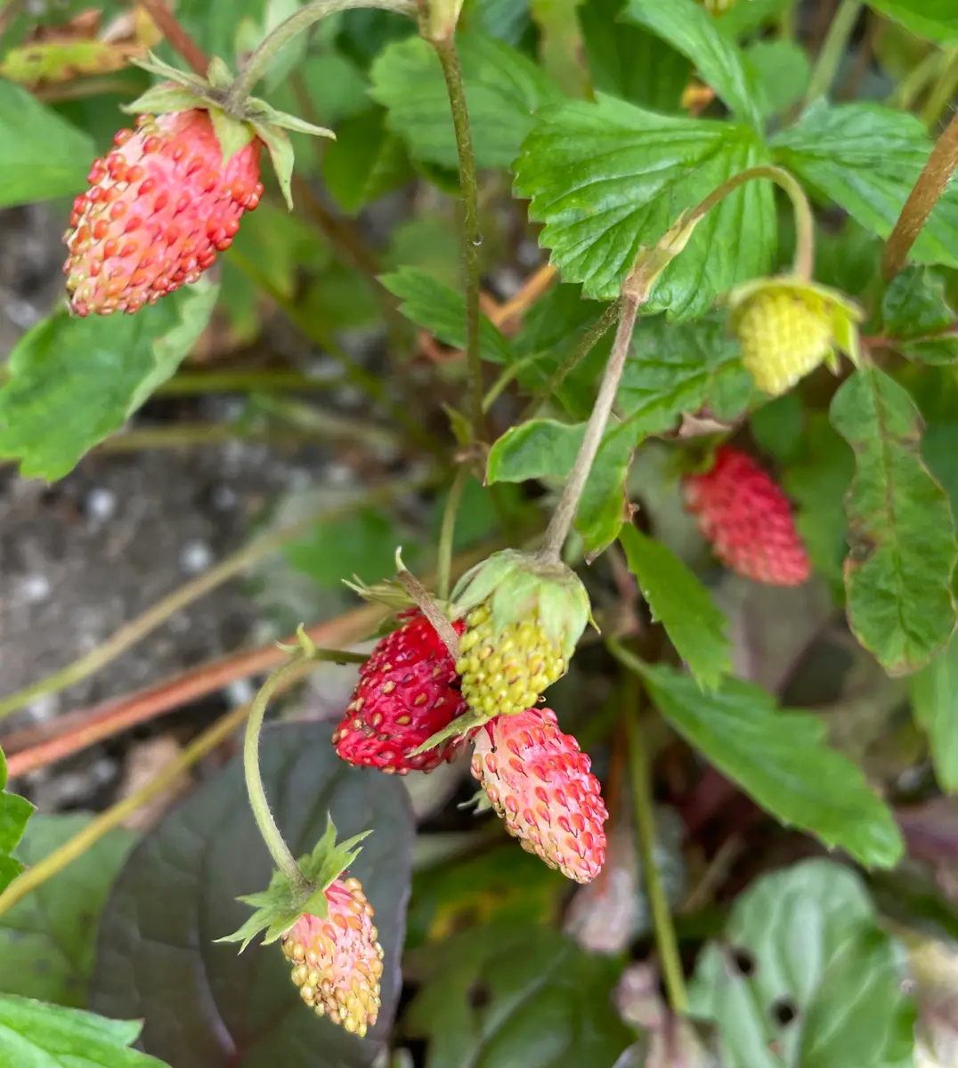 KOIのミラクルストロベリーを種まき｜そだレポ（栽培レポート）by麻