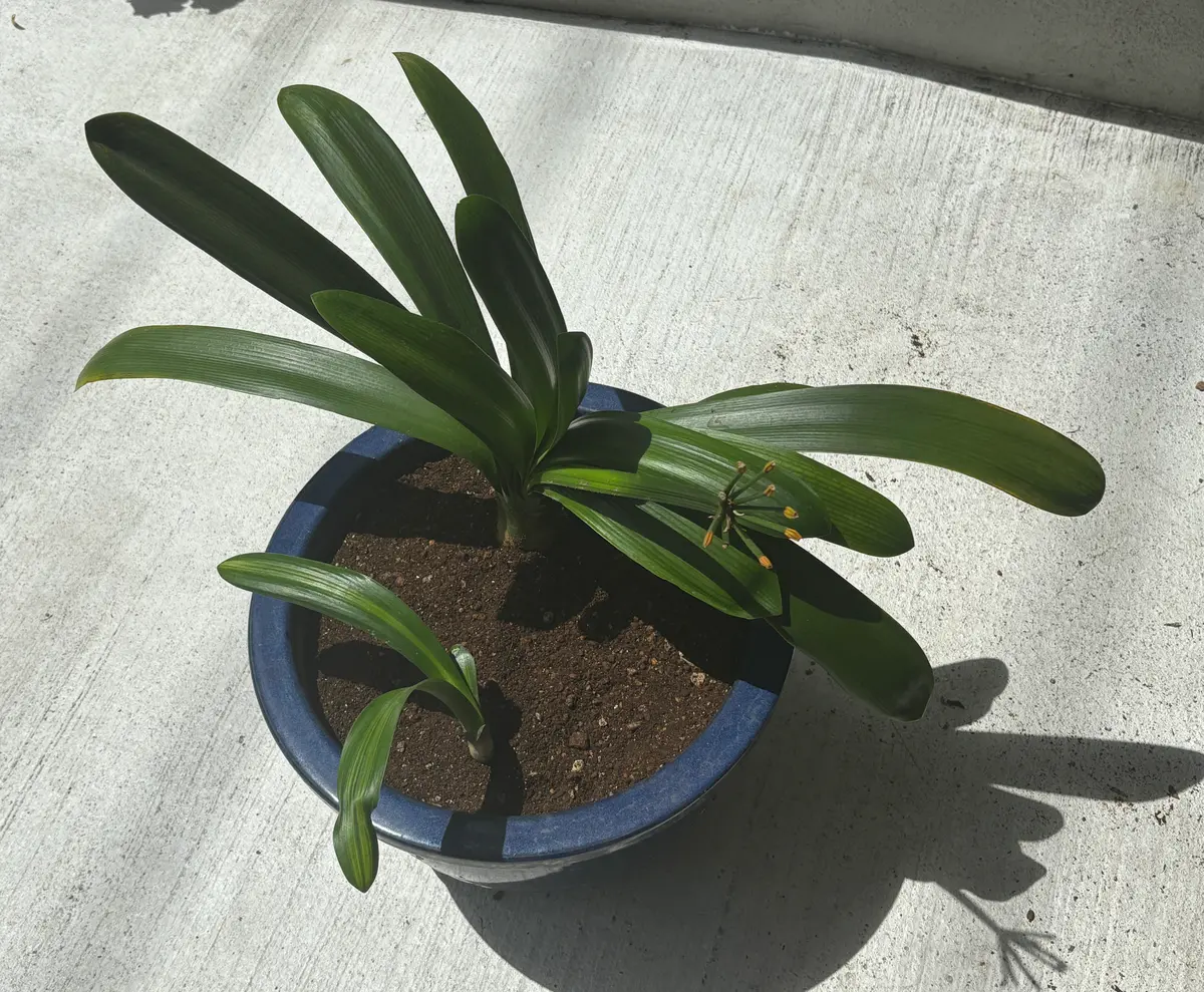 ウケザキクンシラン｜そだレポ（栽培レポート）byバナナ大好き