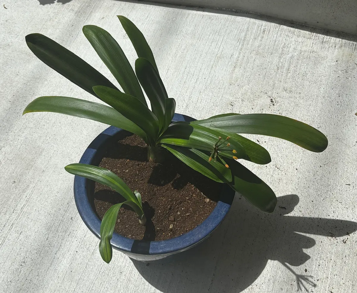 ウケザキクンシラン｜そだレポ（栽培レポート）byバナナ大好き