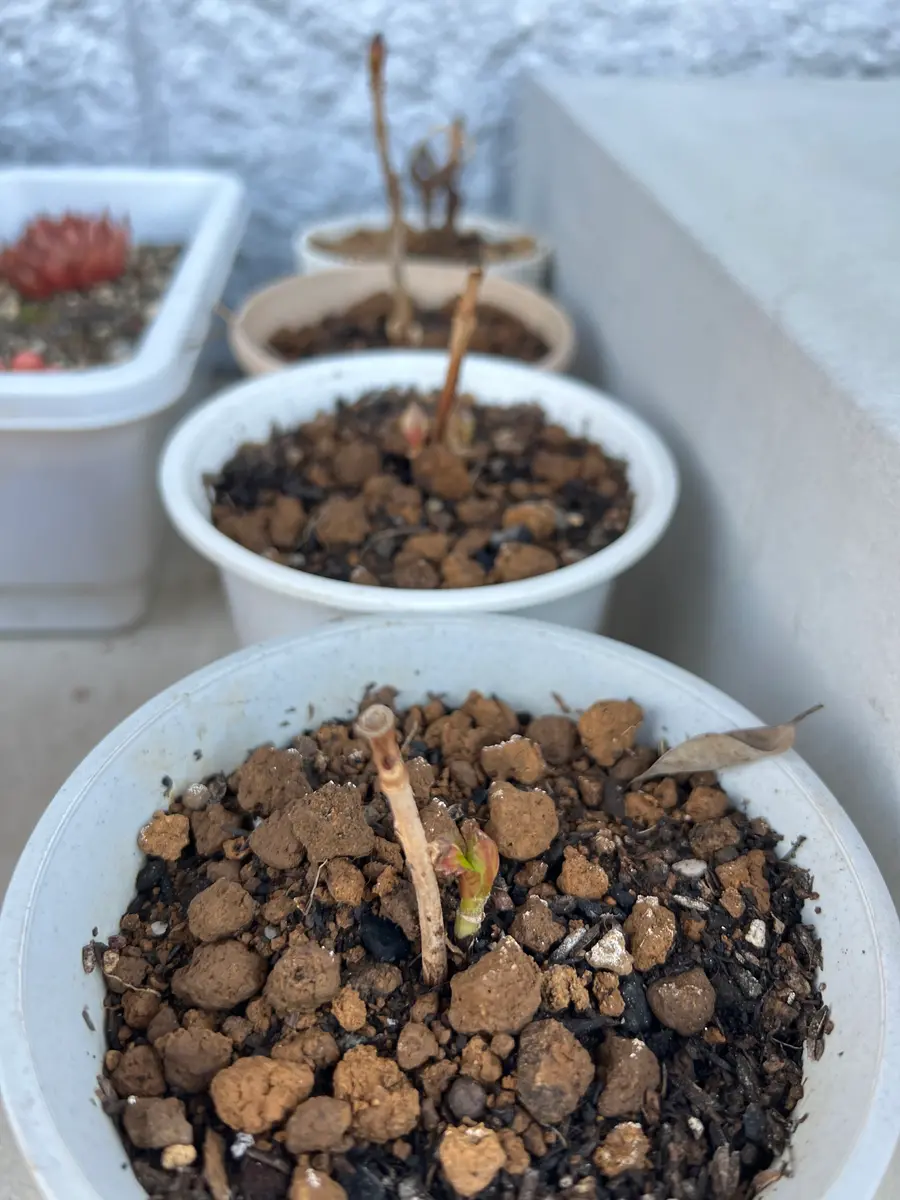 実家からもらったアジサイを挿木で育てる、開花まで｜そだレポ（栽培