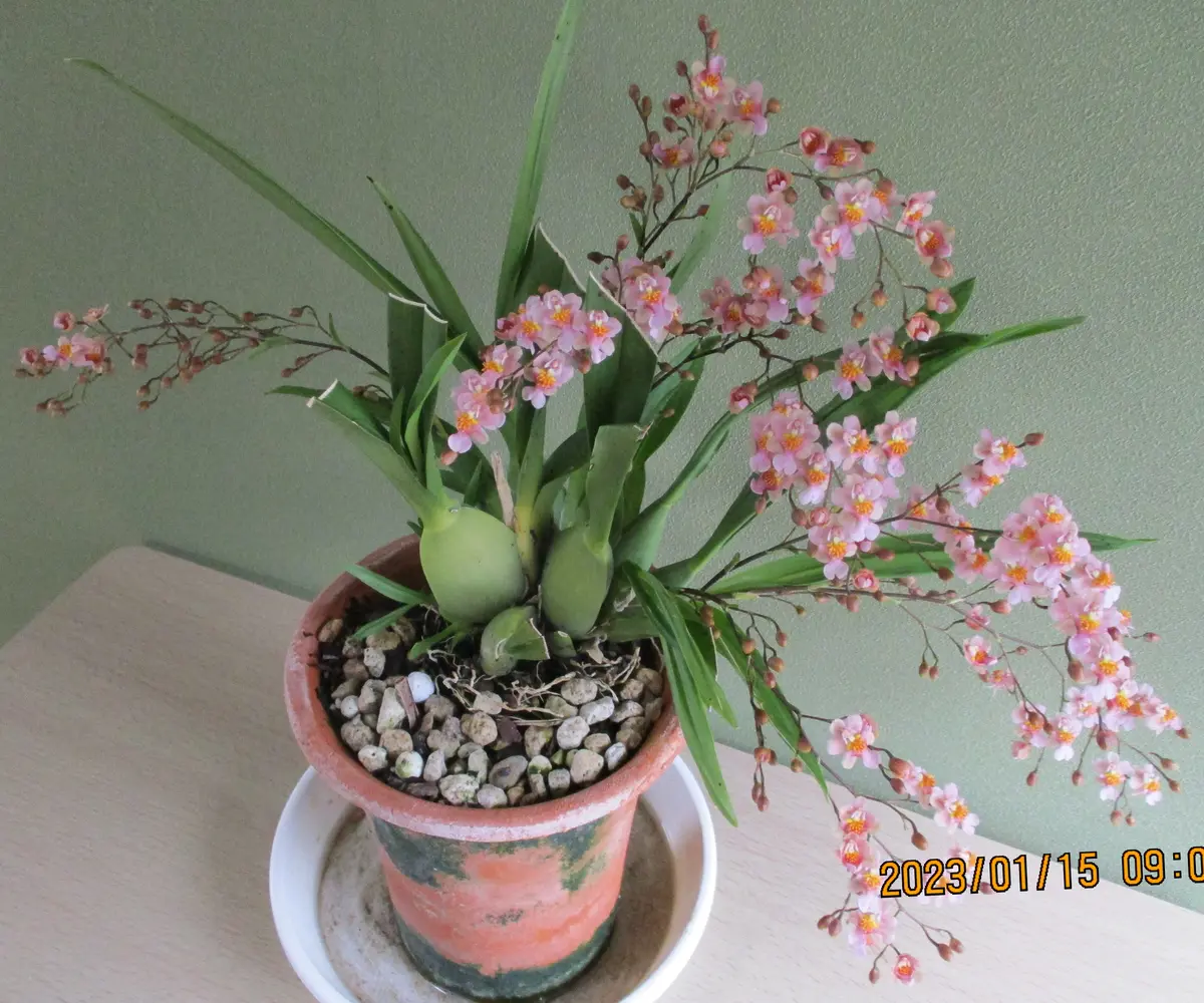 コナラバーク板付きオンシジューム新芽2芽付き