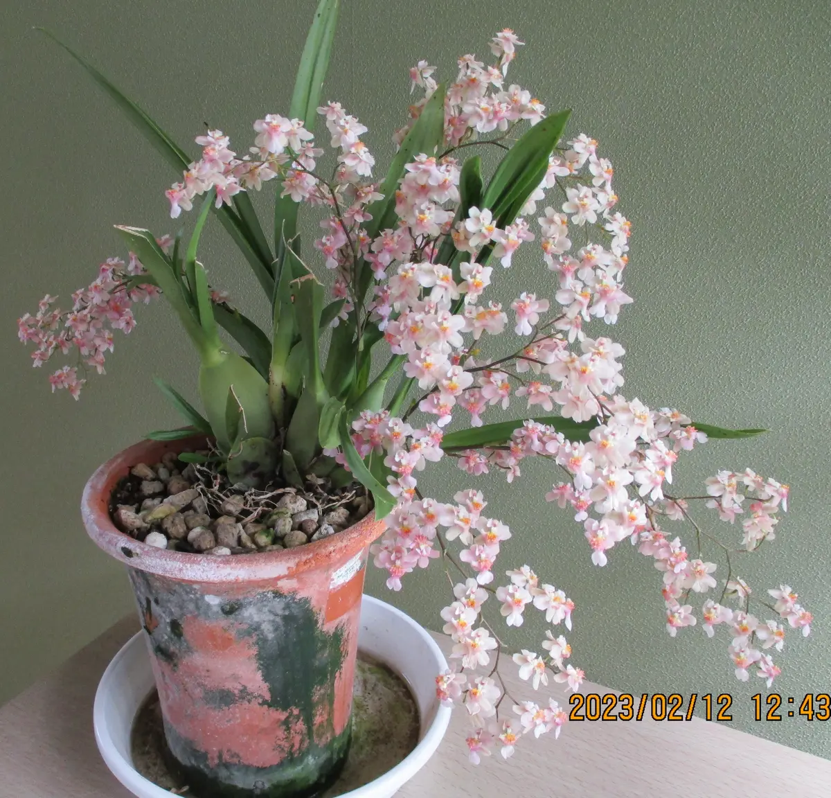 新しいスタイル 2023年ピンクオンシジューム・ツインクル・ファンタジー その他観葉植物