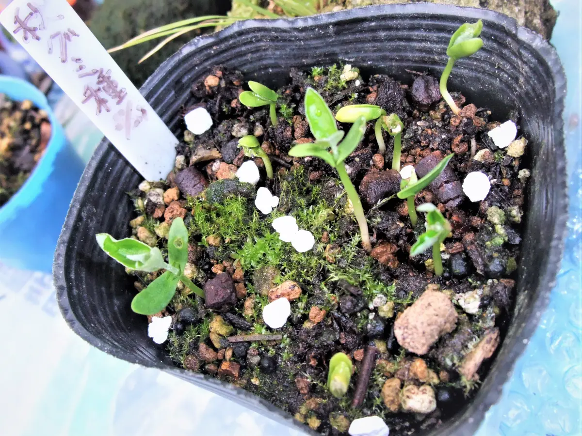 グミの小盆栽づくり｜そだレポ（栽培レポート）bymeika｜みんなの趣味