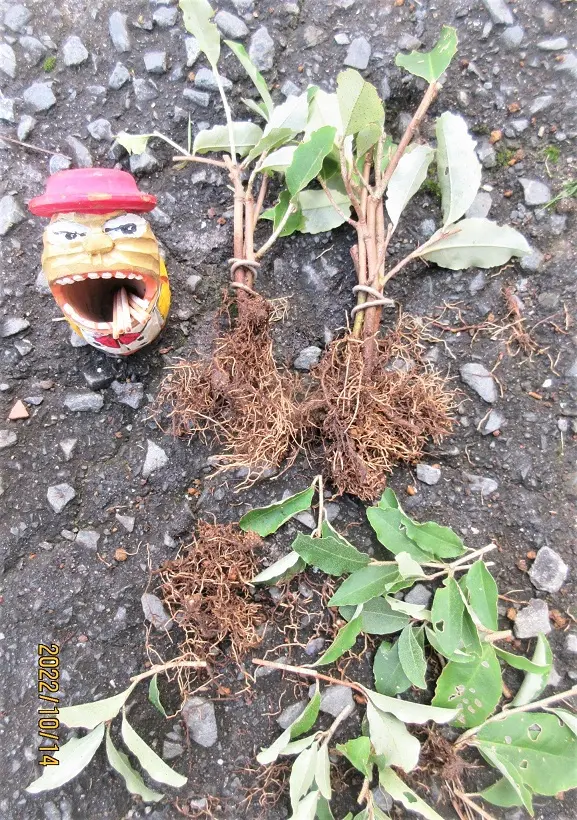 グミの小盆栽づくり｜そだレポ（栽培レポート）bymeika｜みんなの趣味