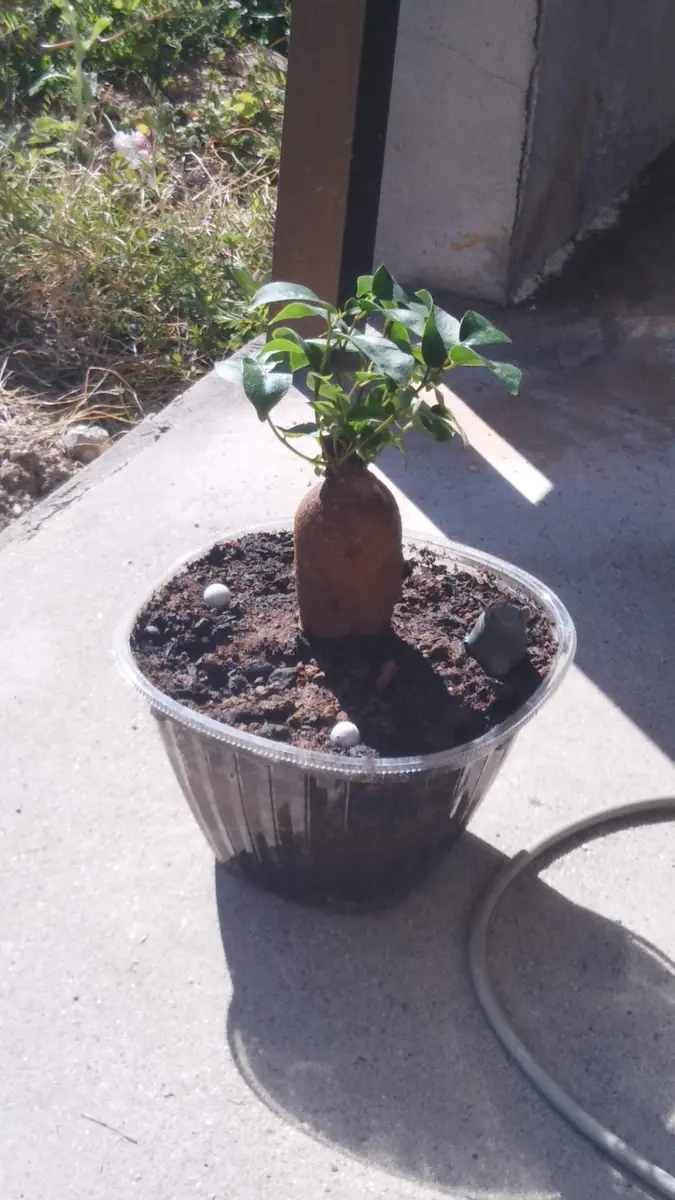 がじゅまるの種　12個 100 セット がじゅまるの種 12個 100 セット がじゅまるの種 12個 3 セット