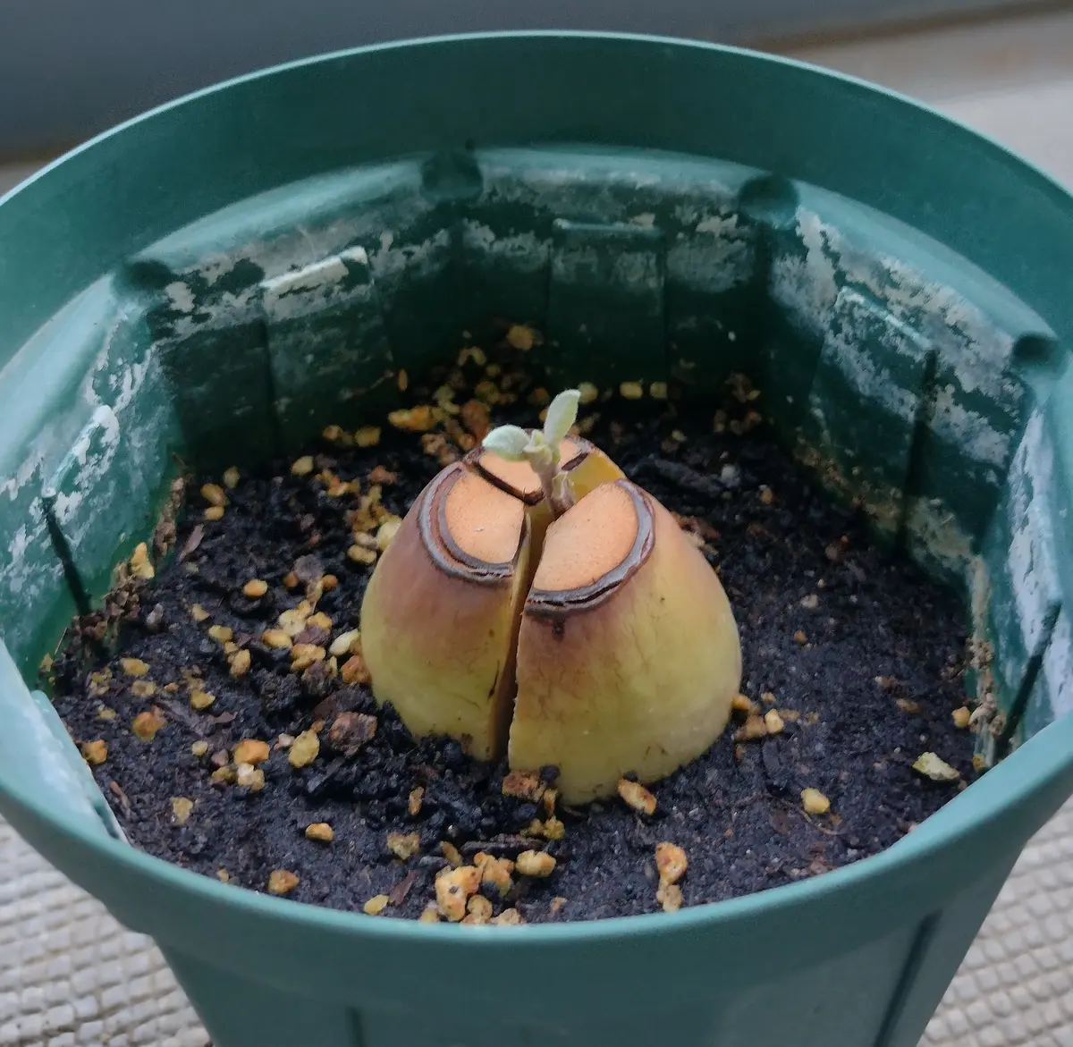 時々見かけるベーコン🥑｜そだレポ（栽培レポート）byマンション