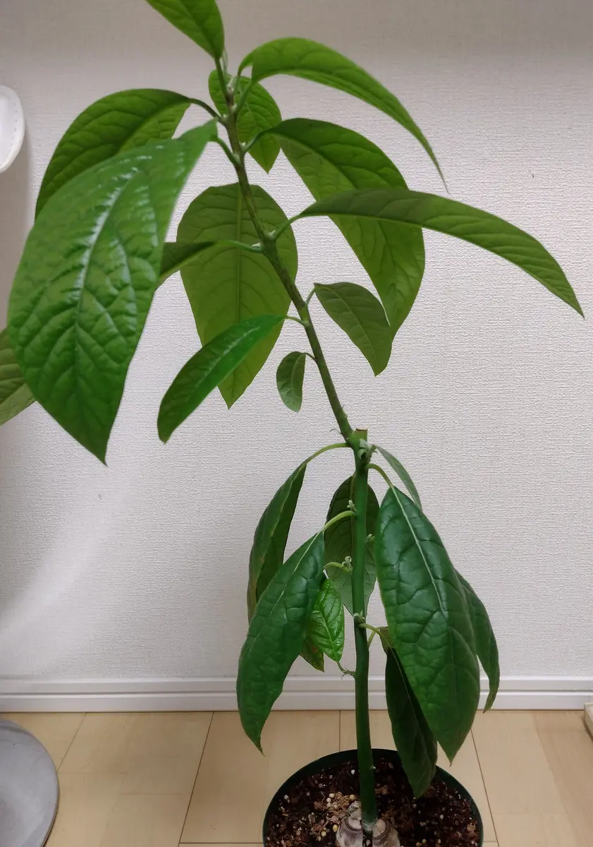 アボカド苗 開花確認済 耐寒性ベーコン 【公式通販】 アボカド苗 開花確認済 耐寒性ベーコン 【公式通販】