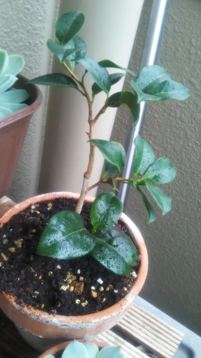 つばきの挿し木 椿の挿し木チャレンジ（完）｜そだレポ（栽培レポート）by桜雨