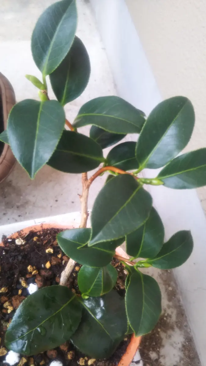 椿の挿し木チャレンジ（完）｜そだレポ（栽培レポート）by桜雨