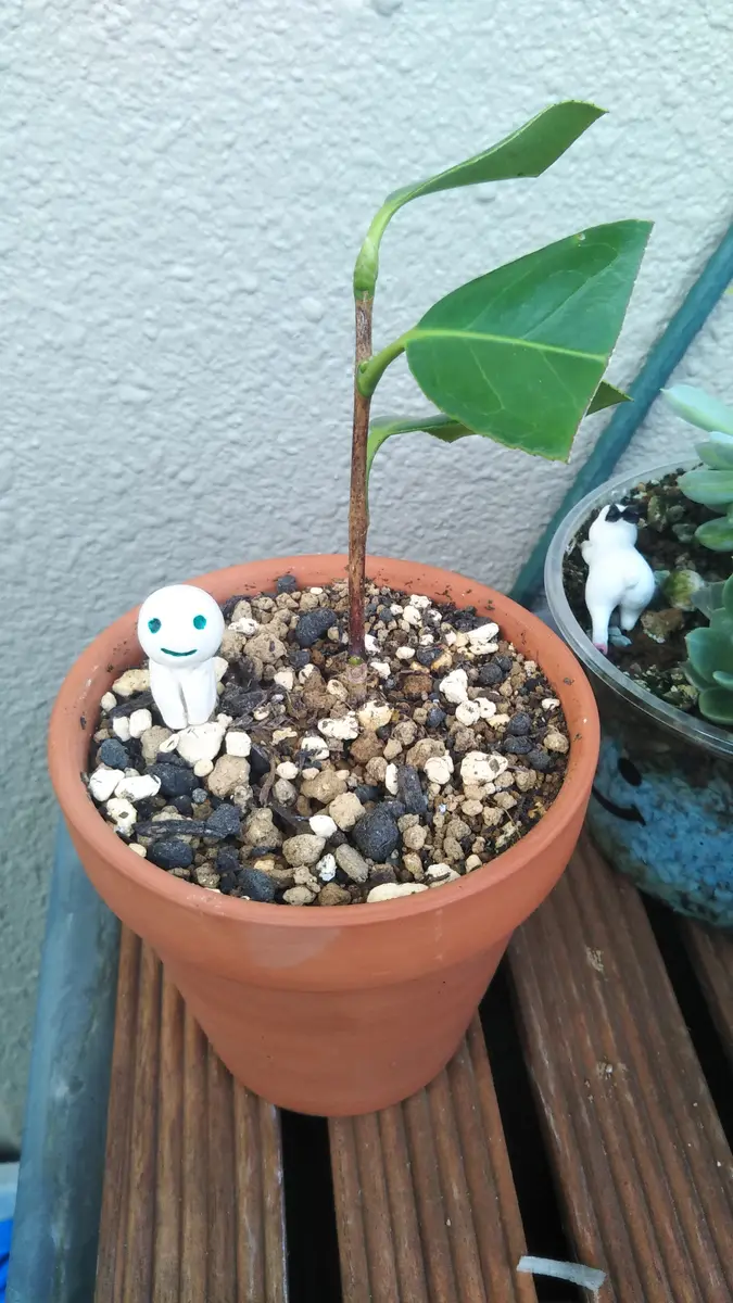 椿の挿し木チャレンジ（完）｜そだレポ（栽培レポート）by桜雨