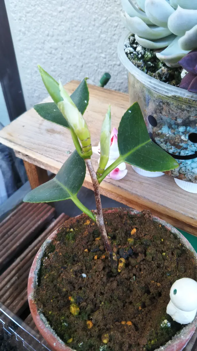 つばきの挿し木 椿(ツバキ)の挿し木｜時期や仕方、成功させるポイントは