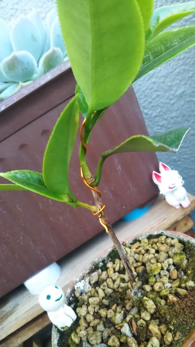 つばきの挿し木 椿(ツバキ)の挿し木の時期はいつ？成功率はどれくらい？