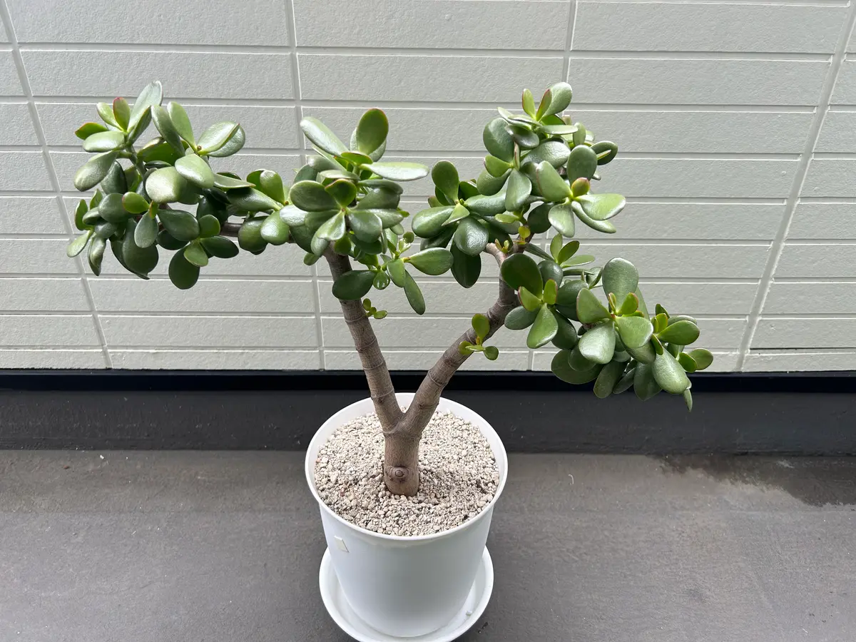 金のなる木｜そだレポ（栽培レポート）byバナナ大好き｜みんなの趣味の園芸