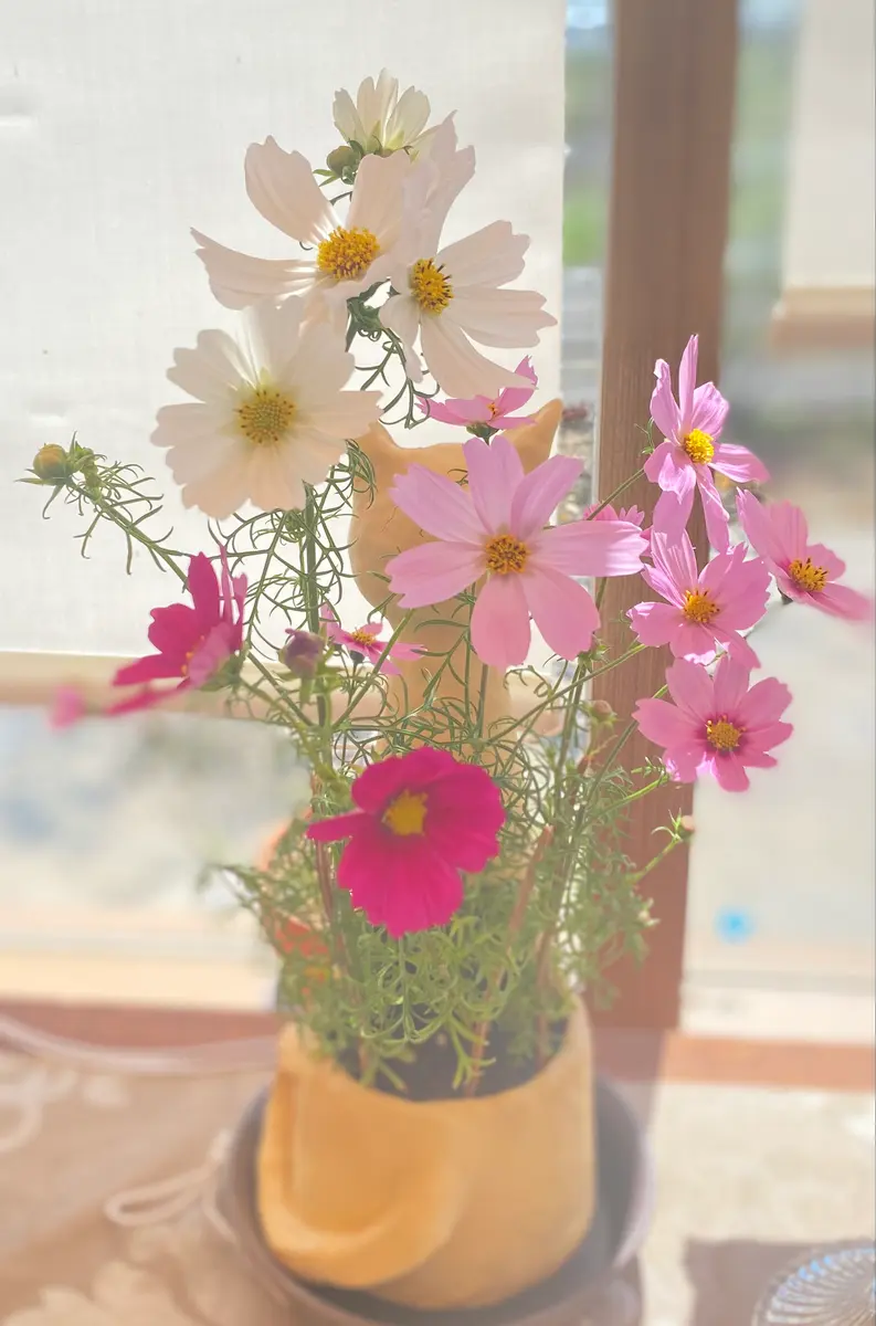 ワサワサ 咲きました(=^x^=)「【種から】お手製猫鉢にミニコスモス！冬