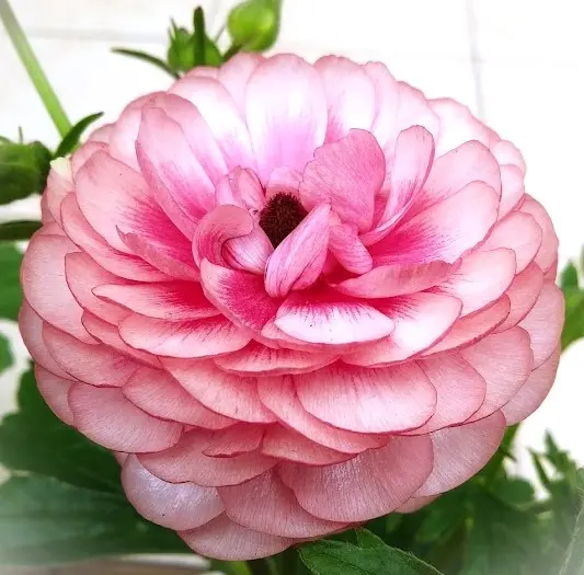 ラナンキュラスラックス ヘラ ラナンキュラス：ラックス キュベレー3.5-4号ポット の通販